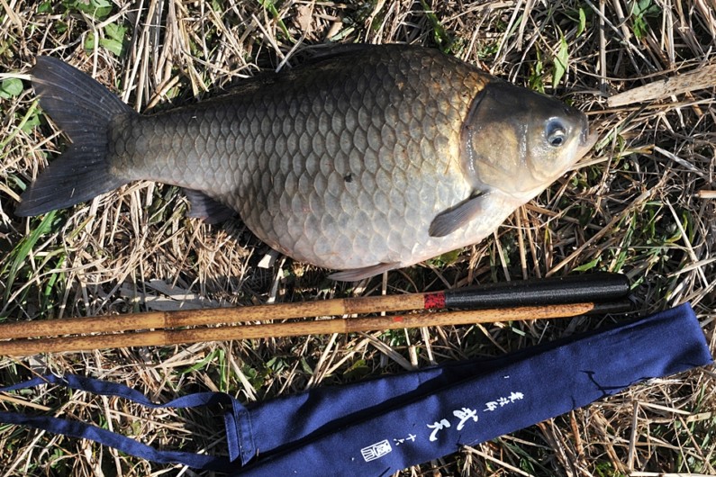 がっちりした造りのダイワ「荒法師　武天」の16尺で釣り上げた巨ベラ。軽量タイプの「飛燕峰 烈火S」が16尺で80グラムに対し「荒法師　武天」は100グラム。20グラムほど差がありますが、少々強引に魚を引っぱっても気にならない安心感があります。